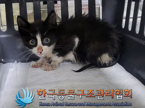 한국동물구조관리협회_411307202300253